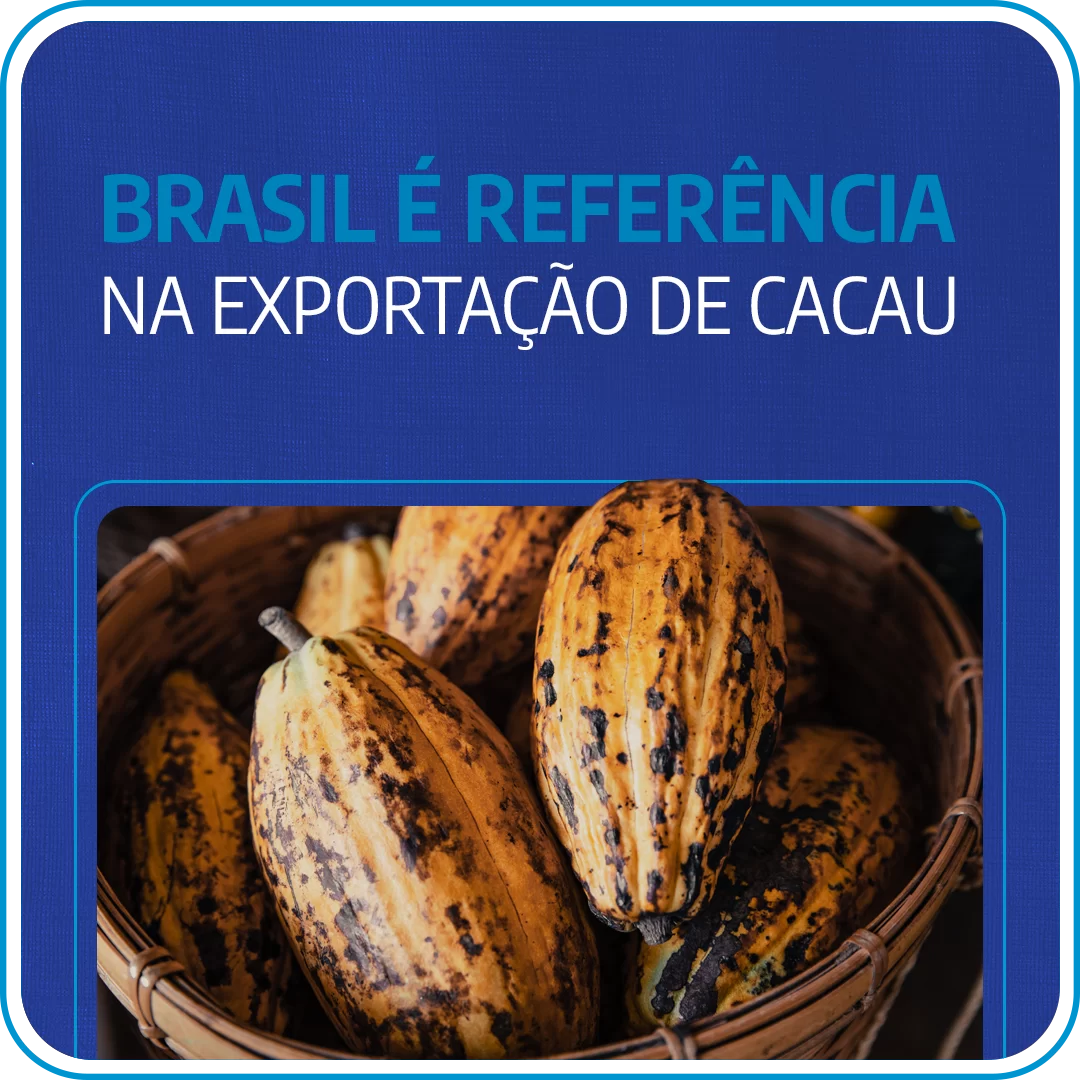 exportação de cacau